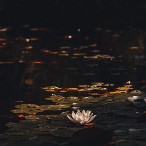 thanalin-lotus-morning-light